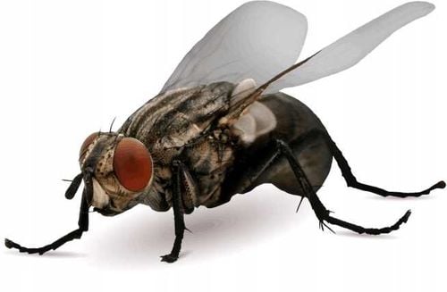 BROS - Muchospray 250ml na Arena.pl