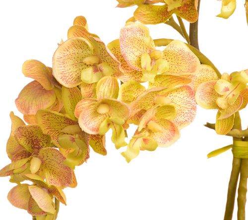 Storczyk w ceramicznej donicy na Arena.pl