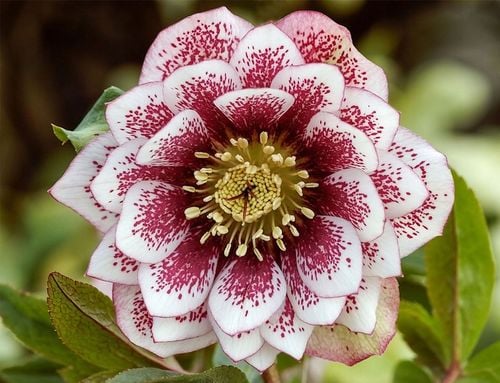 CIEMIERNIK DOUBLE ELLEN WHITE SPOTTED - NAKRAPIANY, SADZONKA P11/1 LITR na Arena.pl