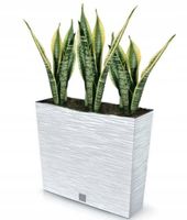 Doniczka tworzywo sztuczne beżowy, biały Prosperplast 18 cm x 58 x 51 cm