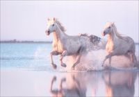 FOTOTAPETA FLIZ widok konie zachód słońca 350x245