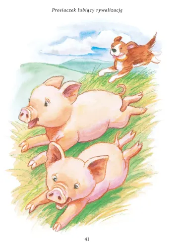 Prosiaczek lubiący rywalizację na Arena.pl