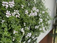 Pelargonia bluszczolistna zwisająca biała (Pelargonium Peltatum Ville de Paris white)
