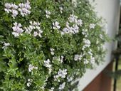 Pelargonia bluszczolistna zwisająca biała (Pelargonium Peltatum Ville de Paris white)