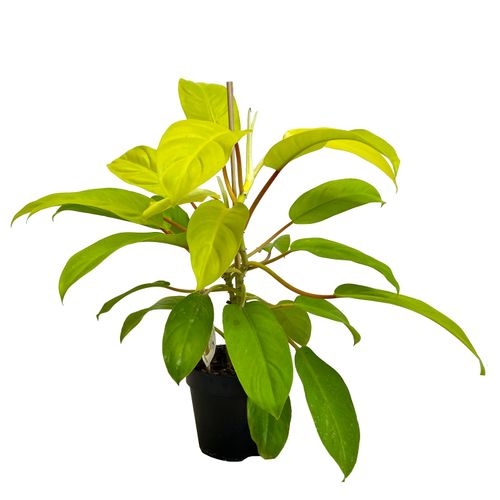 FILODENDRON MALEY GOLD  30cm na Arena.pl