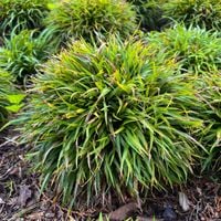 Kosmatka owłosiona 'Igel' (Luzula pilosa 'Igel')