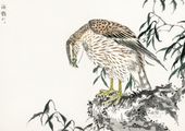 Plakat 29,7x21cm Osprey, Kashu Japoński Vintage do Salonu