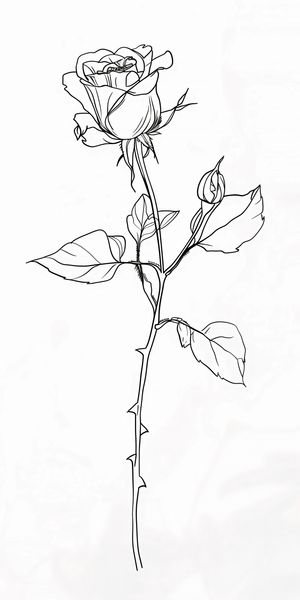 Plakat 50x100cm Kontur Róży zdjęcie 1