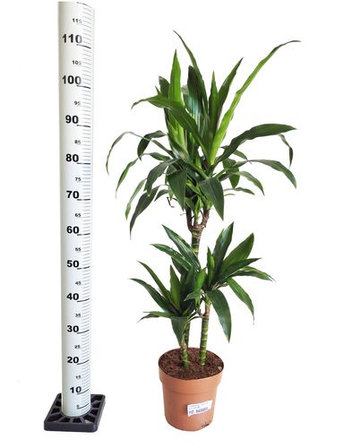 DRACENA JANET CRAIG 110cm na Arena.pl