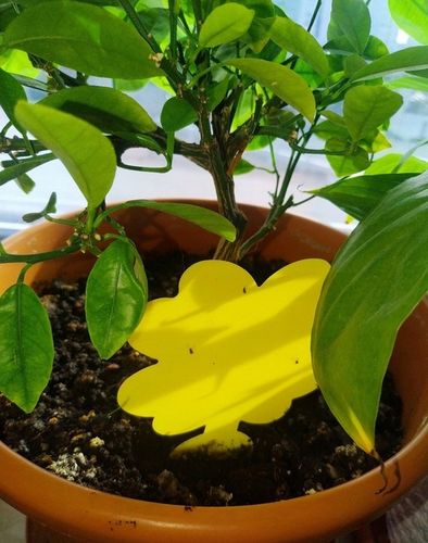 48x Żółty Lep Do Kwiatów Do Doniczek Ziemiórki Mszyce Muszki Owady Lepy na Arena.pl