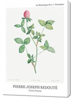 Obraz 70x100cm Design Clover Flower, Redoute Vintage do Salonu