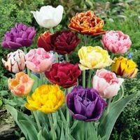 Tulipan polski pełny mieszanka mix 25 szt. tulipany cebulki cebule