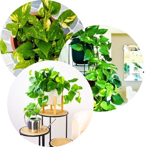 Epipremnum Aureum ZŁOCISTE Przebarwienia PNĄCZE Łatwa Uprawa Sercowate na Arena.pl