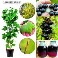 Czarna Porzeczka Gigant na nalewki KRZEW 40-60 cm