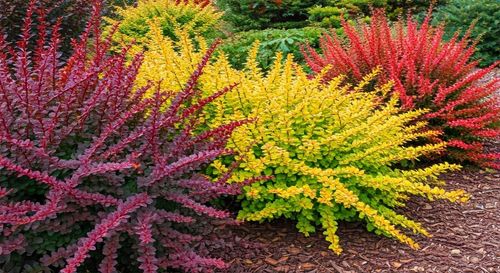 Berberys Thunberga 'Orange Ice' Pomarańczowy(Berberis thunbergii) 2.0L na Arena.pl