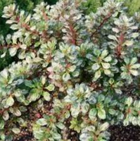 Berberys Thunberga SILVER BEAUTY 10-30cm Srebrna Elegancja do Ogrodu