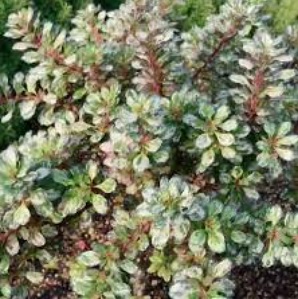 Berberys Thunberga SILVER BEAUTY 10-30cm Srebrna Elegancja do Ogrodu zdjęcie 1