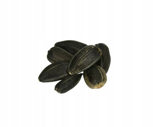 CZARNY SŁONECZNIK ZIARNO POKARM DLA PTAKÓW 5KG ZDROWY I POŻYWNY NA ZIMĘ na Arena.pl