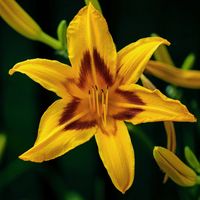 Liliowiec 'Bonanza' Żółty  Czerwony Środek (Hemerocallis) Doniczka 2.0L