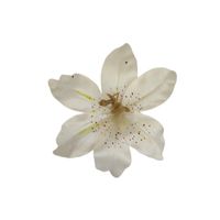 Lilijka wyrobowa kremowa 24 szt