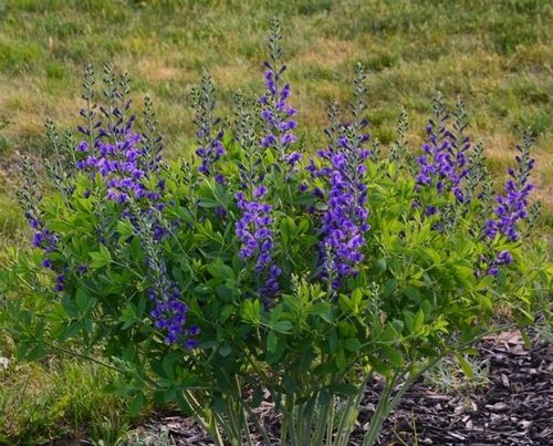 Baptysja Błękitna Bylina DŁUGOWIECZNA Mrozoodporna -35 Stopni Sadzonka na Arena.pl