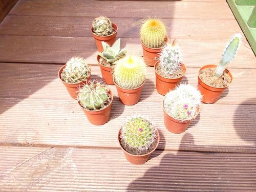 Kaktus mix zestaw 10 sztuk na Arena.pl