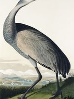 Plakat 75x100cm Żuraw Krzykliwy, J.J. Audubon Vintage do Salonu