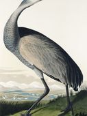 Plakat 75x100cm Żuraw Krzykliwy, J.J. Audubon Vintage do Salonu
