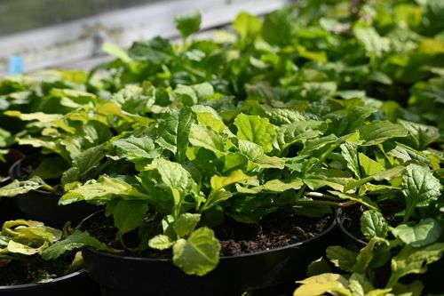 Dąbrówka rozłogowa Gold Chang - Ajuga reptans na Arena.pl