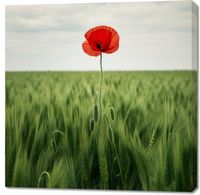 product-compare-59477137