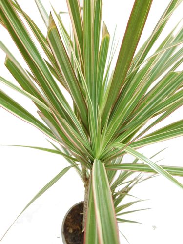 DRACENA BICOLOR 75cm na Arena.pl