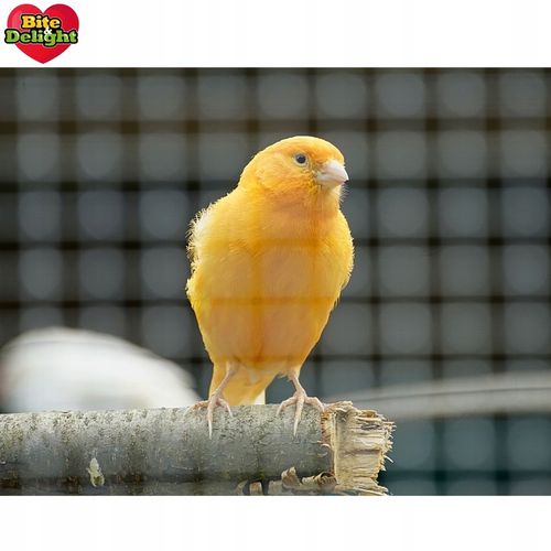 KARMA DLA KANARKA ZEBEREKI SZCZYGŁA POKARM Z WITAMINAMI I MINARAŁAMI 2,5L na Arena.pl