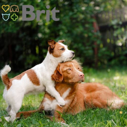 mokra karma dla psa kurczak i batat 400g brit fresh chicken sweet potato na Arena.pl