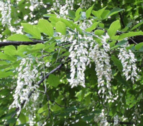 STRĄCZYN ŻÓŁTY Miododajny - sadzonki w doniczkach na Arena.pl