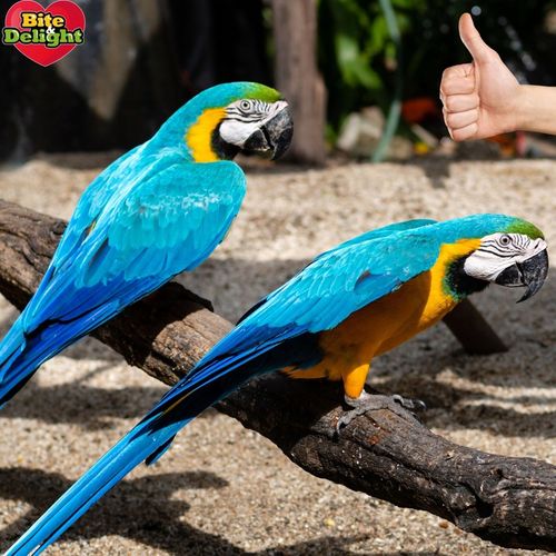 PROSO SENEGALSKIE BIAŁE + CZERWONE 0,5KG + 0,5KG CZYSTE DUŻE KŁOSY na Arena.pl