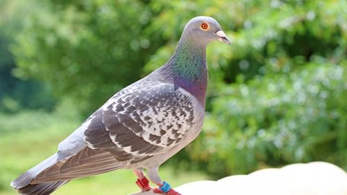 Glukovit dla gołębi witaminy B i C DOLFOS na Arena.pl