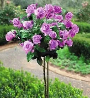 RÓŻA szczepiona na pniu odporna na mróz jasnorózowo fioletowa - sadzonki 80 / 100 cm