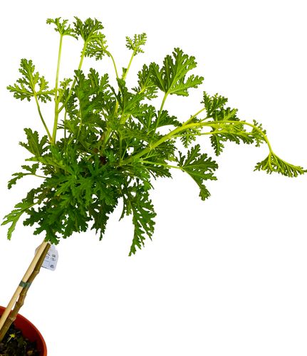 GERANIUM ANGINKA PACHNĄCA (CYTRYNOWA)  80cm na Arena.pl