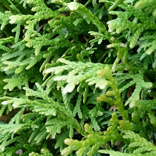 Nawóz pod iglaki SIARKOPOL wieloskładnikowy granulat 25KG do iglaków na Arena.pl