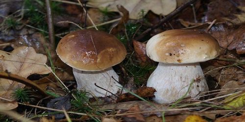 Grzybnia Borowik Szlachetny – Mikoryza, Grzyby do Ogrodu na Arena.pl