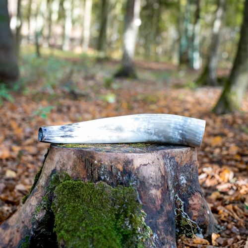 Róg wołu Weisskirchen 40 cm zew jelenia na Arena.pl