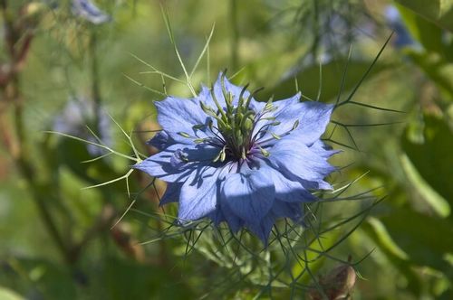 OLEJ Z CZARNUSZKI TŁOCZONY NA ZIMNO 500ml na Arena.pl