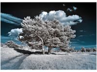 50X70CM SILNE DRZEWA OBRAZ POKOJU DREWNINE