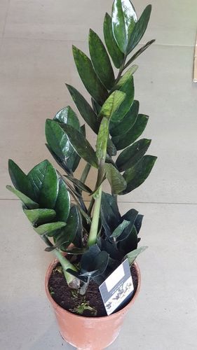 Zamiokulkas RAVEN ZAMIA na Arena.pl