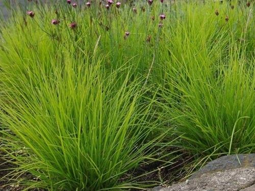 Sesleria jesienna Autumnalis Zimozielone kępy Na rabaty Duże sadzonki 2L na Arena.pl