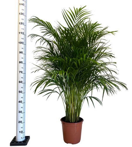 Palma AREKA (ARECA) 120cm na Arena.pl