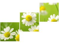 60 90CM OBRAZ 3 ELEM RUMIANEK ŚCIENNY DRUK PŁÓTNO