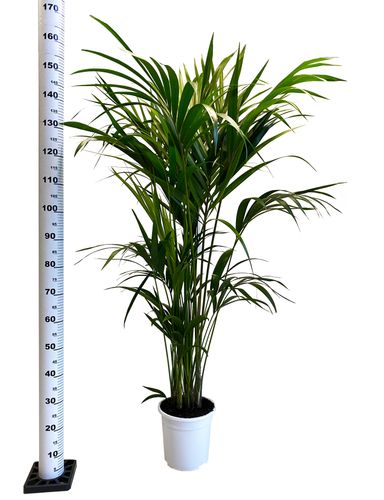PALMA KENTIA (Kencja, Howea) 160 cm na Arena.pl