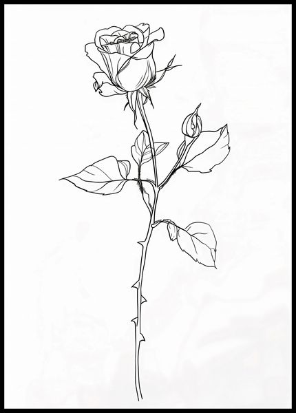 Plakat 67,5x95cm Kontur Róży zdjęcie 2