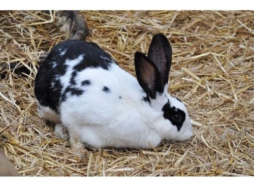 Słoma legowisko ściółka budy psa królik 10kg xxl na Arena.pl